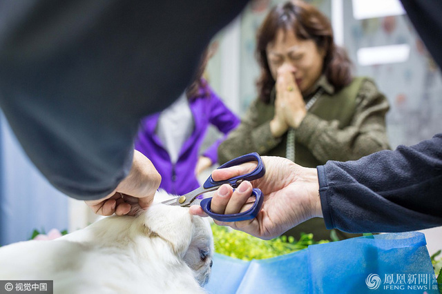 为陪伴多年的爱宠的离开而祈祷